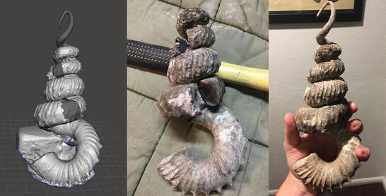 Peterman 3D reconstruction ammonite