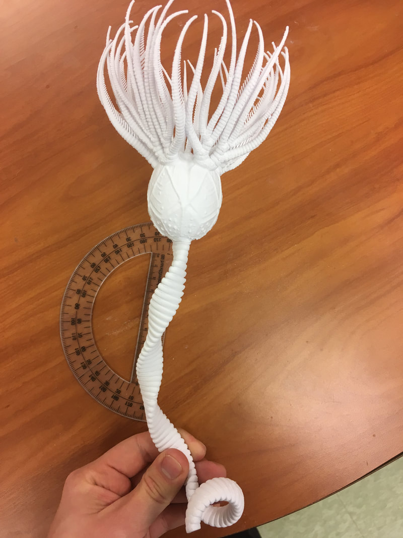 Peterman crinoid 3D print