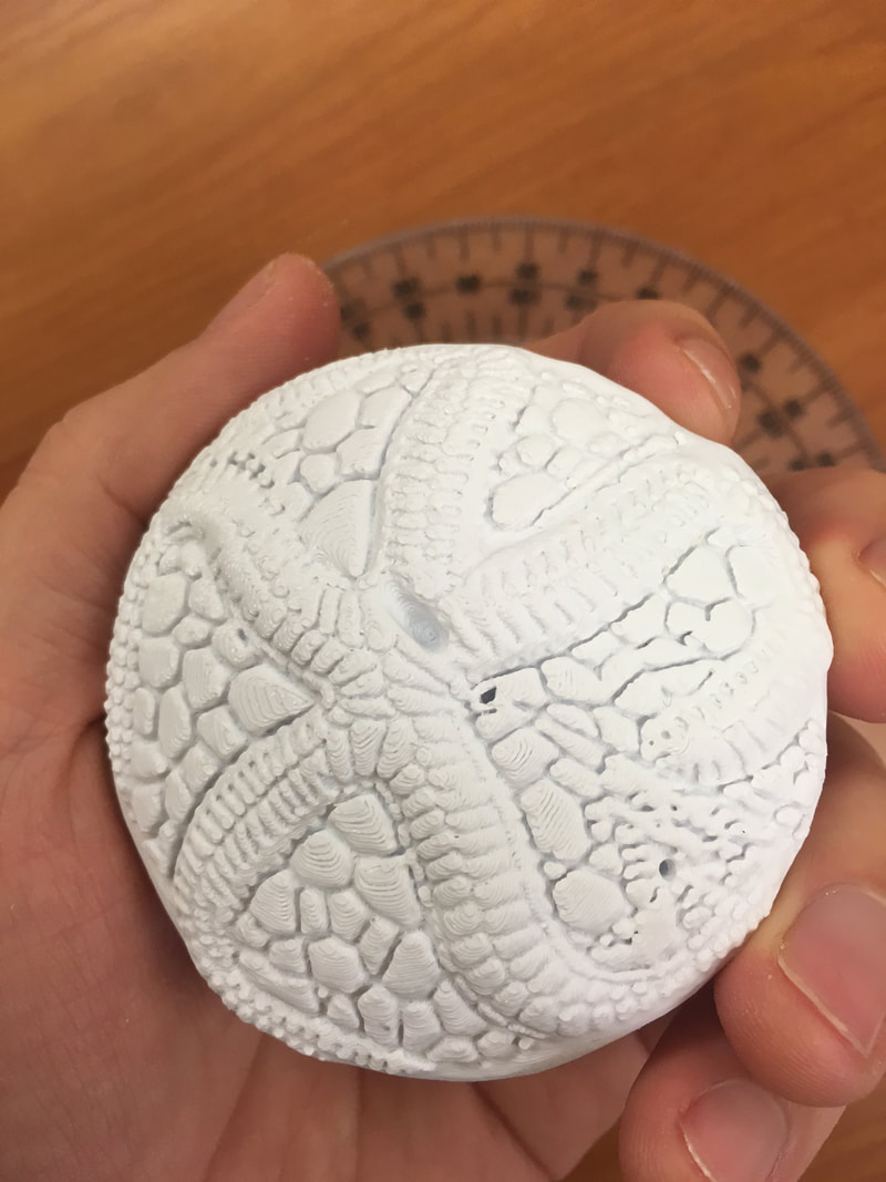Peterman edrioasteroid 3D print