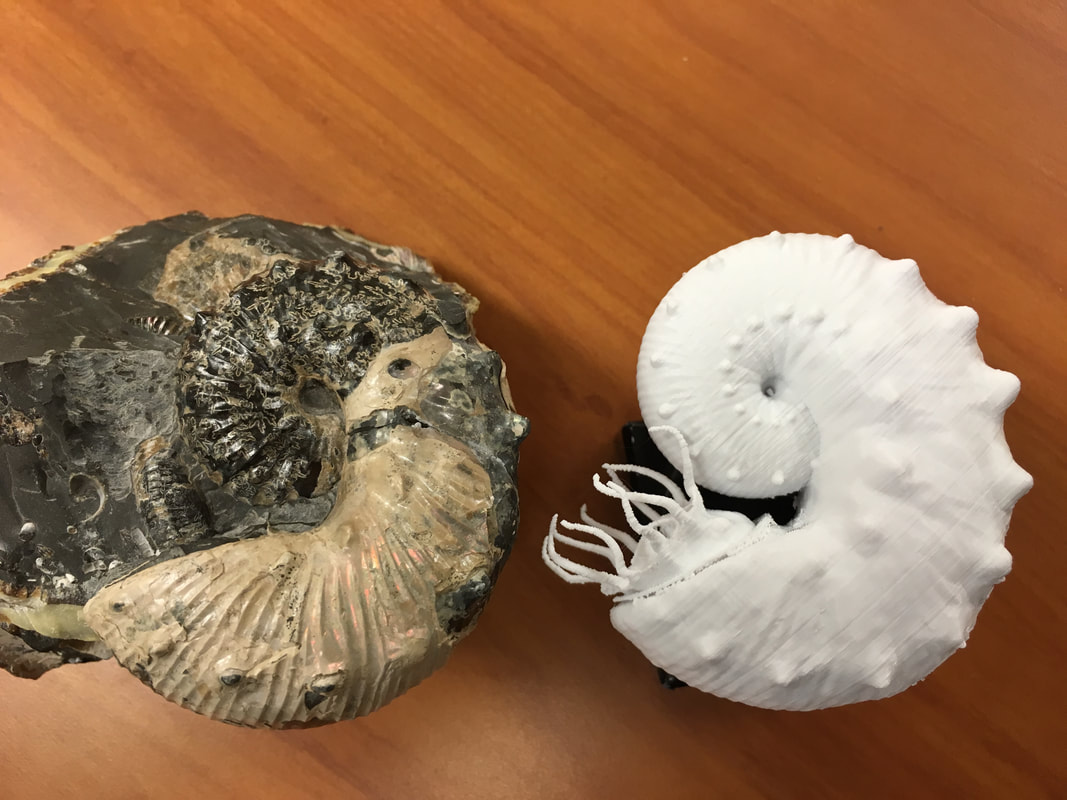 Peterman fossil 3D print